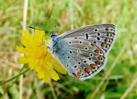 Polyommatus icarus / Hauhechel-Bluling / Gemeiner Bluling / Tagfalter - Blulinge - Lycaenidae