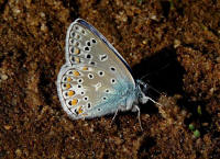 Polyommatus icarus / Hauhechel-Bluling / Gemeiner Bluling / Tagfalter - Blulinge - Lycaenidae