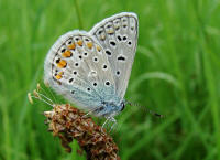 Polyommatus icarus / Hauhechel-Bluling / Gemeiner Bluling / Tagfalter - Blulinge - Lycaenidae