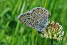 Polyommatus icarus / Hauhechel-Bluling / Gemeiner Bluling / Tagfalter - Blulinge - Lycaenidae