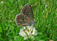 Polyommatus icarus / Hauhechel-Bluling / Gemeiner Bluling / Tagfalter - Blulinge - Lycaenidae