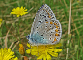 Polyommatus icarus / Hauhechel-Bluling / Gemeiner Bluling / Tagfalter - Blulinge - Lycaenidae