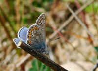 Polyommatus icarus / Hauhechel-Bluling / Gemeiner Bluling / Tagfalter - Blulinge - Lycaenidae