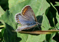 Polyommatus icarus / Hauhechel-Bluling / Gemeiner Bluling / Tagfalter - Blulinge - Lycaenidae