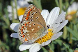 Polyommatus icarus f. icarinus (Foto: Klaus Bohn)