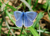 Polyommatus icarus / Hauhechel-Bluling / Gemeiner Bluling / Tagfalter - Blulinge - Lycaenidae