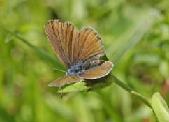 Polyommatus semiargus (syn. Cyaniris semiargus) / Rotklee-Bluling / Violetter Wald-Bluling / Tagfalter - Blulinge - Lycaenidae