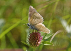 Polyommatus semiargus (syn. Cyaniris semiargus) / Rotklee-Bluling / Violetter Wald-Bluling / Tagfalter - Blulinge - Lycaenidae