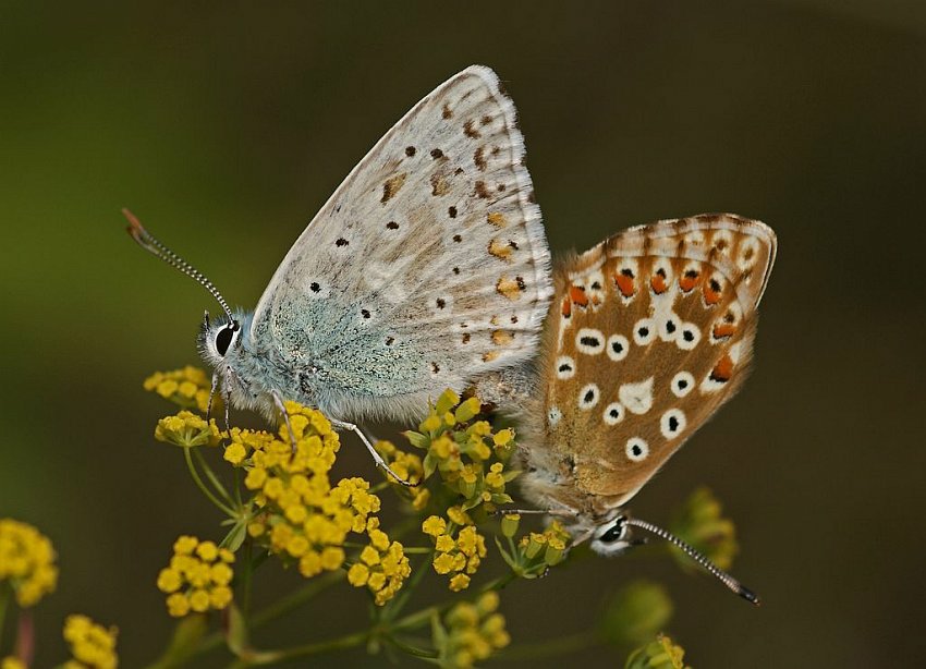 Polyommatus coridon (syn. Lysandra coridon) / Silbergrner Bluling / Tagfalter - Blulinge - Lycaenidae