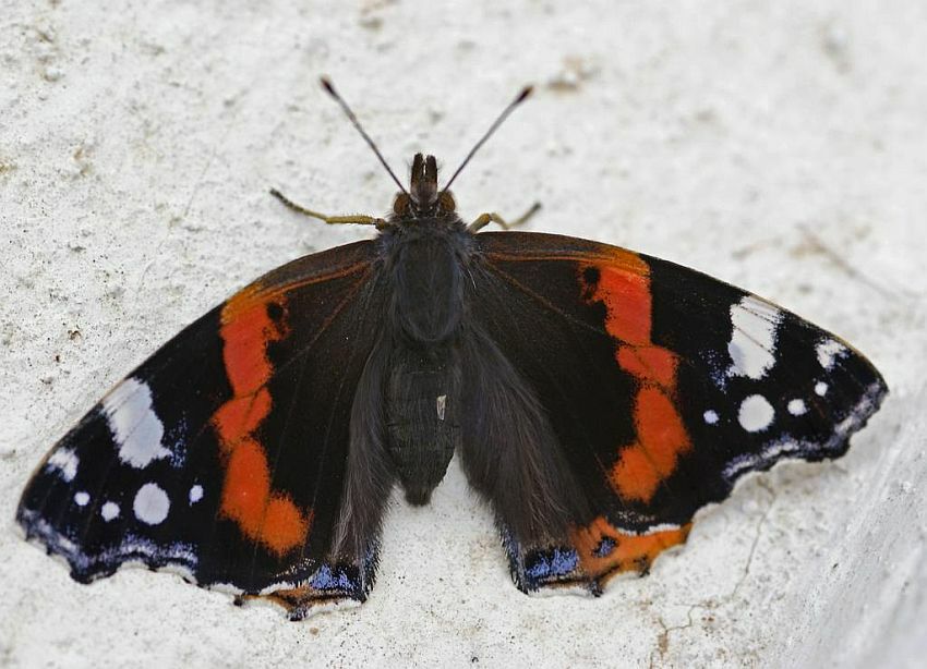 Vanessa atalanta / Admiral / Tagfalter - Edelfalter - Nymphalidae (Wohl ein Mnnchen)
