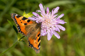 Aglais urticae (syn. Nymphalis urticae) / Kleiner Fuchs / Tagfalter - Edelfalter - Nymphalidae