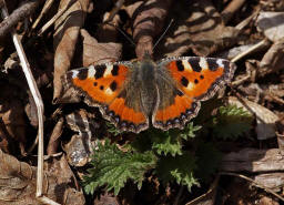 Aglais urticae (syn. Nymphalis urticae) / Kleiner Fuchs / Tagfalter - Edelfalter - Nymphalidae