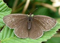 Aphantopus hyperantus / Brauner Waldvogel / Schornsteinfeger / Tagfalter - Edelfalter - Nymphalidae - Augenfalter - Satyrinae 