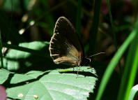 Aphantopus hyperantus / Brauner Waldvogel / Schornsteinfeger / Tagfalter - Edelfalter - Nymphalidae - Augenfalter - Satyrinae 