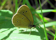 Aphantopus hyperantus / Brauner Waldvogel / Schornsteinfeger / Tagfalter - Edelfalter - Nymphalidae - Augenfalter - Satyrinae 