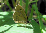 Aphantopus hyperantus / Brauner Waldvogel / Schornsteinfeger / Tagfalter - Edelfalter - Nymphalidae - Augenfalter - Satyrinae 