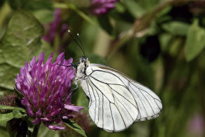 Aporia crataegi / Baum-Weiling / Tagfalter - Weilinge - Pieridae - Pierinae