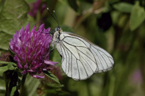 Aporia crataegi / Baum-Weiling / Tagfalter - Weilinge - Pieridae - Pierinae