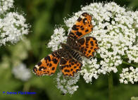 Araschnia levana f. levana / Landkrtchen (Frhjahrsform) / Tagfalter - Edelfalter - Nymphalidae