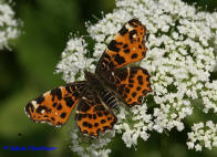 Araschnia levana f. levana / Landkrtchen (Frhjahrsform) / Tagfalter - Edelfalter - Nymphalidae