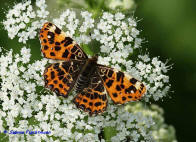 Araschnia levana f. levana / Landkrtchen (Frhjahrsform) / Tagfalter - Edelfalter - Nymphalidae