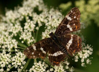 Araschnia levana f. prorsa / Landkrtchen (Sommerform) / Tagfalter - Edelfalter - Nymphalidae