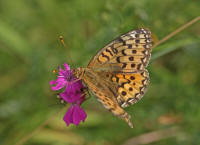 Argynnis aglaja / Groer Perlmutterfalter / Tagfalter - Edelfalter - Nymphalidae - Heliconiinae