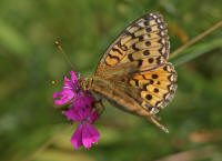 Argynnis aglaja / Groer Perlmutterfalter / Tagfalter - Edelfalter - Nymphalidae - Heliconiinae