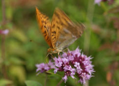 Argynnis paphia / Kaisermantel (Mnnchen) / Edelfalter - Nymphalidae