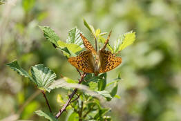 Argynnis paphia / Kaisermantel (Weibchen) / Edelfalter - Nymphalidae