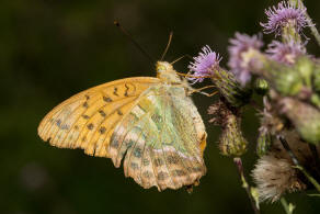 Argynnis paphia / Kaisermantel (Weibchen) / Edelfalter - Nymphalidae