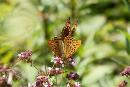 Argynnis paphia / Kaisermantel (Weibchen) / Edelfalter - Nymphalidae