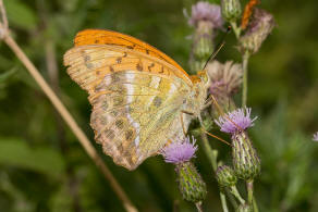 Argynnis paphia / Kaisermantel (Weibchen) / Edelfalter - Nymphalidae