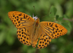 Argynnis paphia / Kaisermantel (Mnnchen) / Edelfalter - Nymphalidae