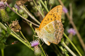 Argynnis paphia / Kaisermantel (Weibchen) / Edelfalter - Nymphalidae