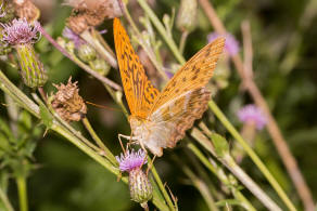 Argynnis paphia / Kaisermantel (Weibchen) / Edelfalter - Nymphalidae