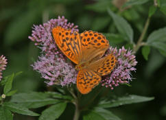 Argynnis paphia / Kaisermantel (Mnnchen) / Edelfalter - Nymphalidae