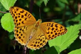 Argynnis paphia / Kaisermantel (Weibchen) / Edelfalter - Nymphalidae