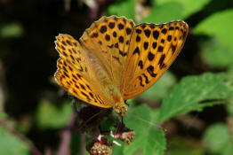 Argynnis paphia / Kaisermantel (Weibchen) / Edelfalter - Nymphalidae