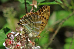 Argynnis paphia / Kaisermantel (Weibchen) / Edelfalter - Nymphalidae