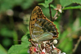 Argynnis paphia / Kaisermantel (Weibchen) / Edelfalter - Nymphalidae