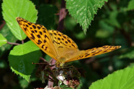 Argynnis paphia / Kaisermantel (Weibchen) / Edelfalter - Nymphalidae