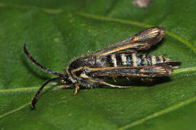 Bembecia albanensis / Hauhechel-Glasflgler / Glasflgler - Sesiidae - Sesiinae - Synanthedonini