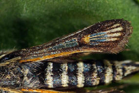 Bembecia albanensis / Hauhechel-Glasflgler / Glasflgler - Sesiidae - Sesiinae - Synanthedonini