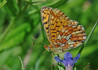 Boloria euphrosyne / Silberfleck-Perlmutterfalter / Tagfalter - Edelfalter - Nymphalidae