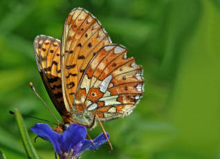 Boloria euphrosyne / Silberfleck-Perlmutterfalter / Tagfalter - Edelfalter - Nymphalidae