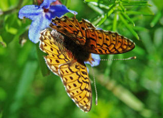 Boloria euphrosyne / Silberfleck-Perlmutterfalter / Tagfalter - Edelfalter - Nymphalidae