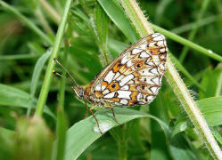 Boloria selene / Braunfleckiger Perlmutterfalter / Tagfalter - Edelfalter - Nymphalidae