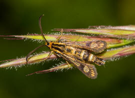 Chamaesphecia empiformis / Zypressenwolfsmilch-Glasflgler / Glasflgler - Sesiidae - Sesiinae