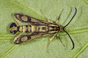 Chamaesphecia empiformis / Zypressenwolfsmilch-Glasflgler / Glasflgler - Sesiidae - Sesiinae